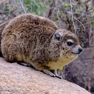 Safari