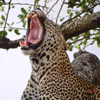 Safari