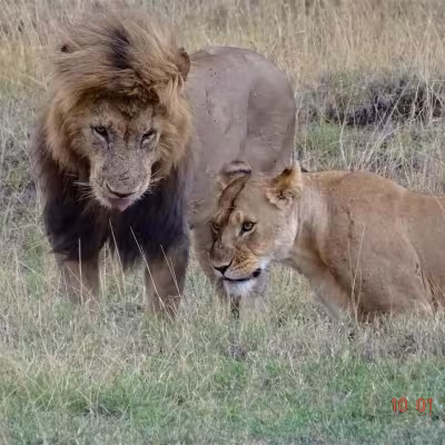 Safari