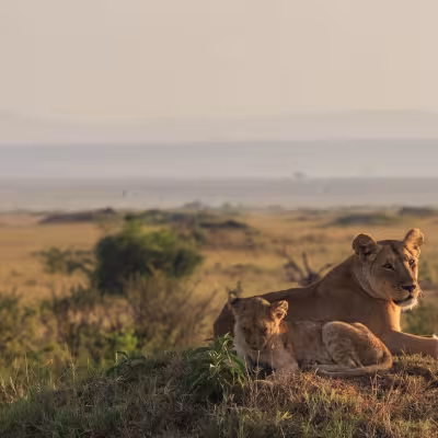 Safari