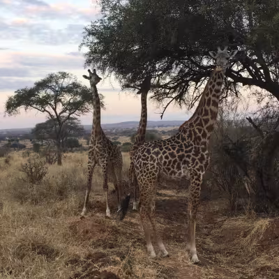 Safari