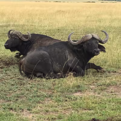 Safari