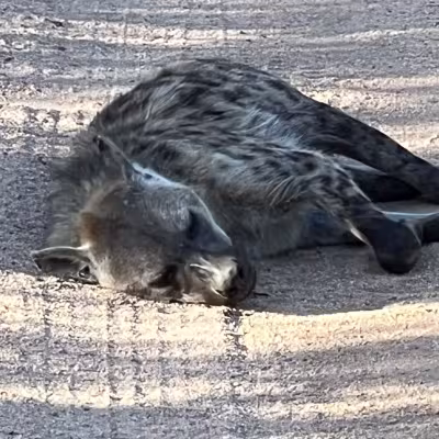 Hyena