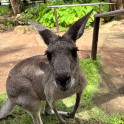 kangaroo