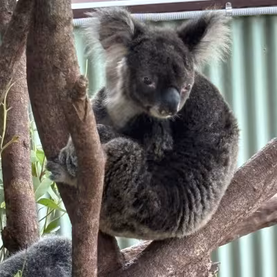 koala