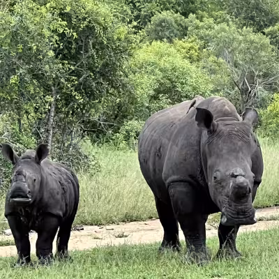 Rhino South Africa