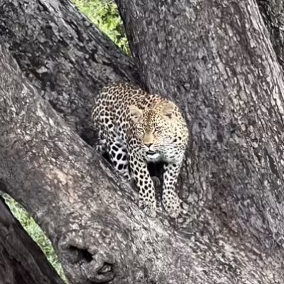 Cheetah South Africa