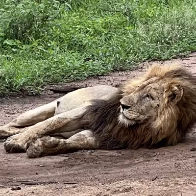 Lion Africa