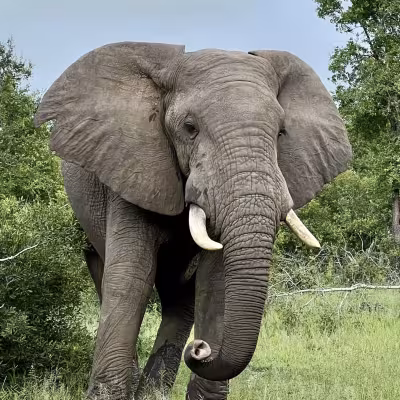 Elephant South Africa