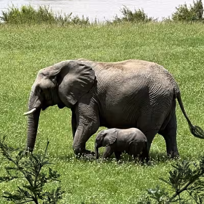 Baby Elephant
