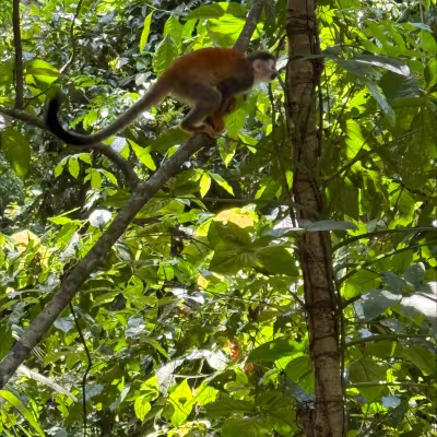 Costa Rica Monkey