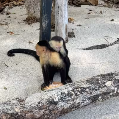 Costa Rica Monkey