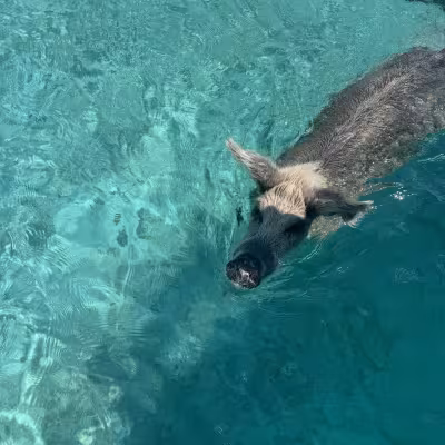 exumas bahama pig