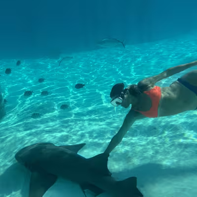 snorkeling exumas bahamas shark