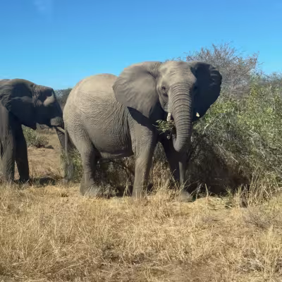 elephant south africa 
