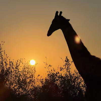 South Africa Giraffe Sunset 