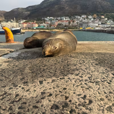 South Africa Sea Lion