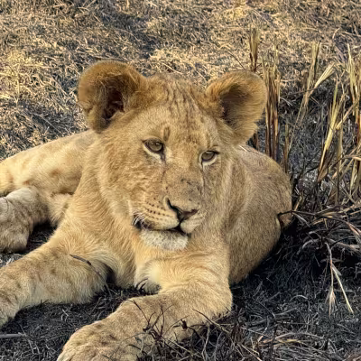 lion cub Rwanda & Tanzania 