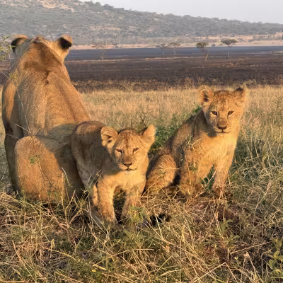 Lion Family  Rwanda & Tanzania 