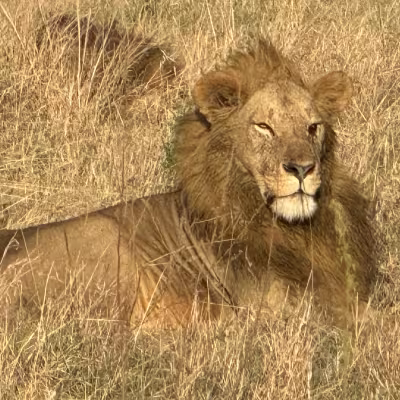 Lion  Rwanda & Tanzania 
