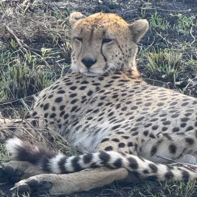 Cheetah  Rwanda & Tanzania 