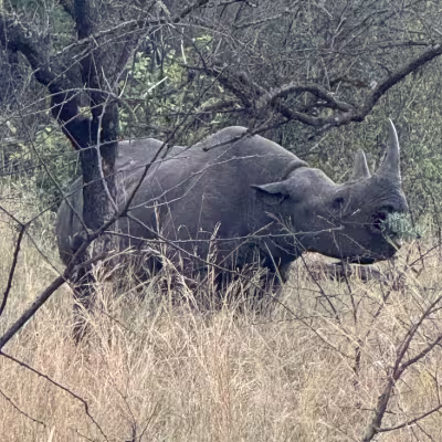Rhino  Rwanda & Tanzania 