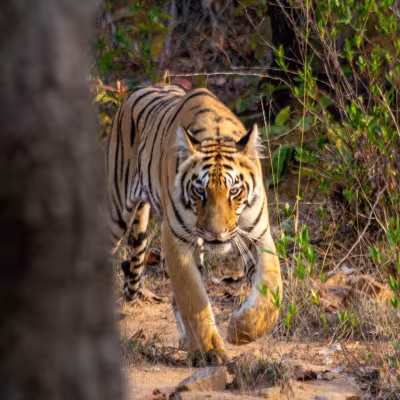 Tiger Safari India