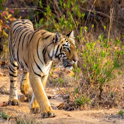 Tiger Safari India