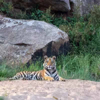 Tiger Safari India