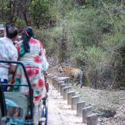 Tiger Safari India