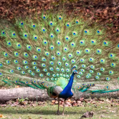 Peacock in Tiger Safari India