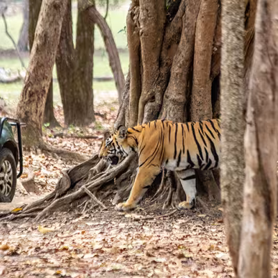 Tiger Safari India