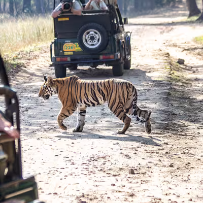 Tiger Safari India