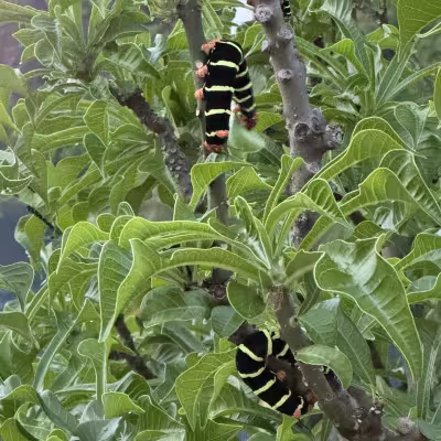 Caterpillars in St Lucia 