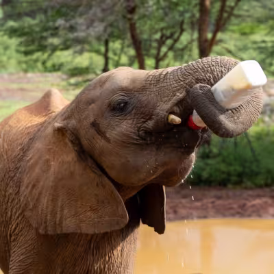 Baby Elephan