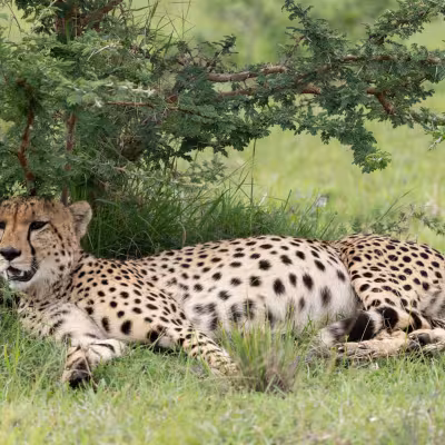 Cheetah