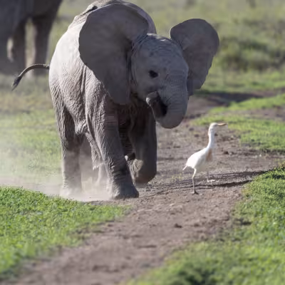 Elephant chasing bird