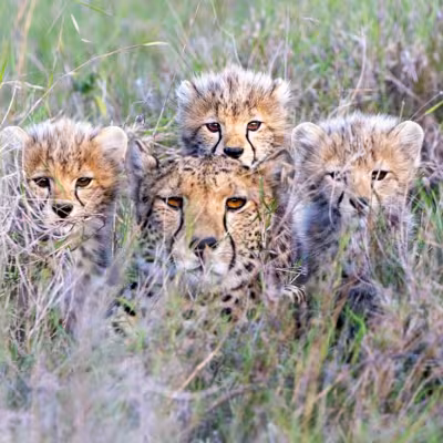 Cheetah family