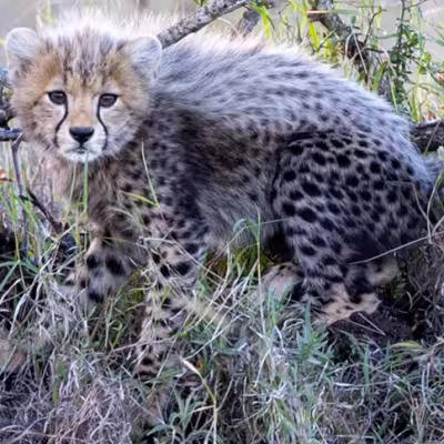 baby Cheetah