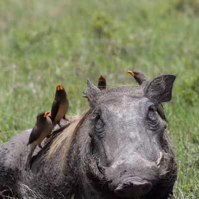 Pumba 