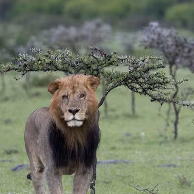 Lion