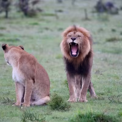 Lion Roaring