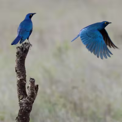 Birds