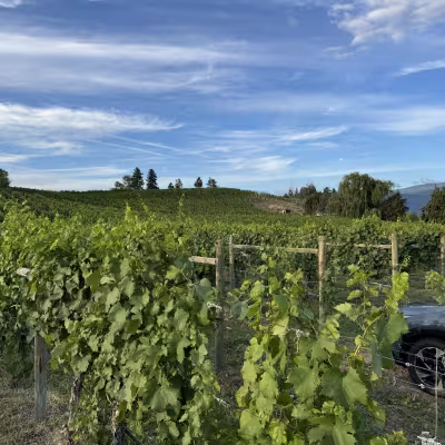 Orchard trees and picnic tables with dry, rugged Okanagan hills in the background