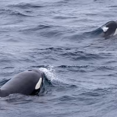 Two orcas surface in choppy gray-blue Arctic water, their black dorsal fins and white eye patches breaking through the waves.