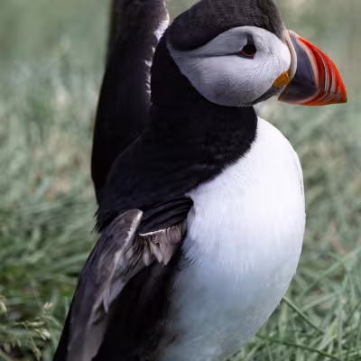 Atlantic puffin standing in grass, wings slightly open to the side, showing its black back, white belly, and vivid orange beak.
