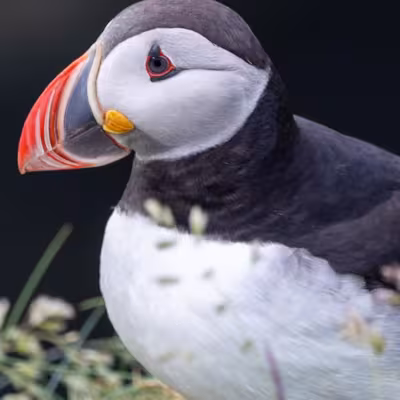 Close-up portrait of an Atlantic puffin with a colorful orange beak and crisp black-and-white plumage against a dark blurred background.