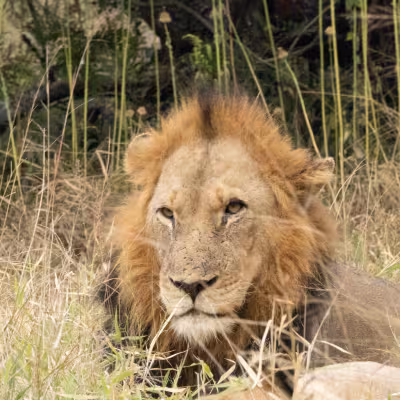 lion in the bush in south africa
