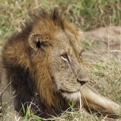 lion with head turned in the bush on game drive 