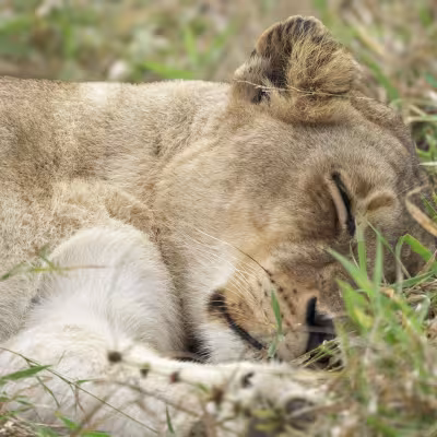 female lion laying down in south africa 